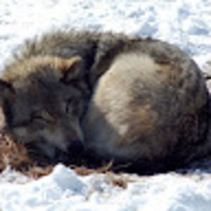 Meet your Posher, Elias